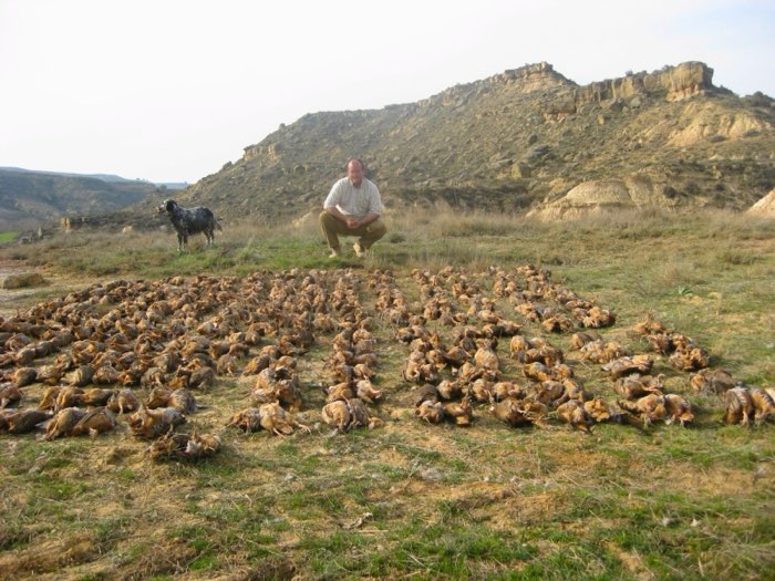 Chasseur posant devant un grand tableau de perdrix rouges — Aragon, Espagne